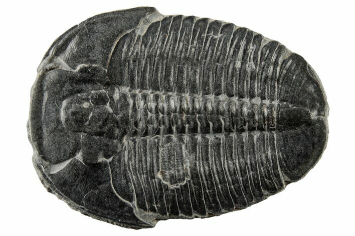 Large, Elrathia Trilobite Fossil - Utah #195809
